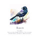 Monthly Birds Wall Art Prints product