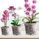 iMounTEK® 9-Piece Breathable Orchid Pots product