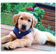 FurHaven™ Soft and Comfy Mesh Dog Harness product