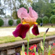 Historic Indian Chief Rhizomes Bearded Iris Plant (3-Pack) product