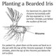 Historic Indian Chief Rhizomes Bearded Iris Plant (3-Pack) product