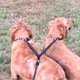 Threaded Pear Dual Add-On Bungee Leash  product