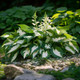 Shade Loving Hardy Hosta by Touch of ECO® (3 Bare Roots) product