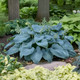 Shade Loving Hardy Hosta by Touch of ECO® (3 Bare Roots) product