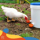 Automatic Chicken Water Cup Set of 5 | Chicken Water Feeder Suitable for Chickens, Duck, Goose, Turkey and Bunny | Poultry Water Feeder Kit product