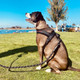 Personalized Nylon Reflective Dog Harness product