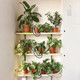 iMounTEK® Automatic Plant Waterer product
