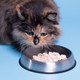 Dr. Catsby® Stainless Steel Food Bowl Remedy for Whisker Fatigue product