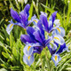 Easy Growing & Long-Lasting Flower Bulbs  (4 Varieties) product
