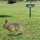 iMounTEK Solar Ultrasonic Animal Repeller product
