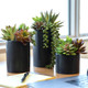 Artificial Succulents with Pots (3-Pack) product