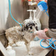 Pet Shower Attachment product