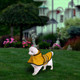 Reflective Raincoat with Hood for Dogs (X-Large) product