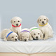 Whelping Puppy ID Collars (12 Pieces) product