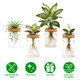 Hydroponic Glass Plant Propagation Station (4-Pack) product
