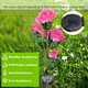 Solar Garden Rose Light (2-Pack) product