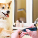 2-Speed Pet Nail Grinder product