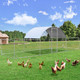 Chicken Coop Run Dome Walk-in Metal Chicken Cage product