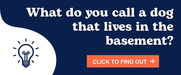 What do you call a dog that lives in the basement?
