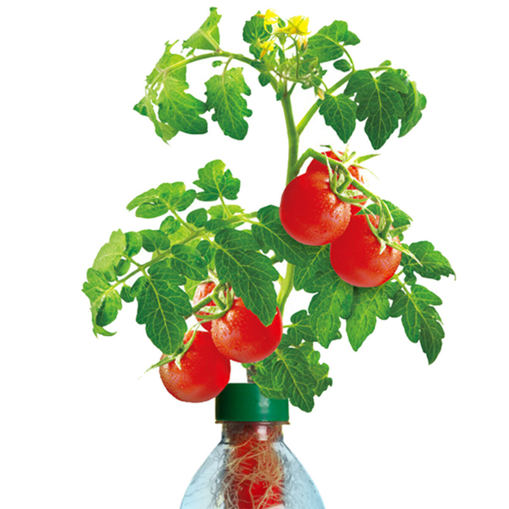 Petomato™ Hydroponic Plant Growing Kit - Tomato