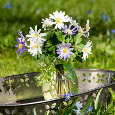 Colorful Mix Anemone Blanda Flower Bulb (15-Pack)
