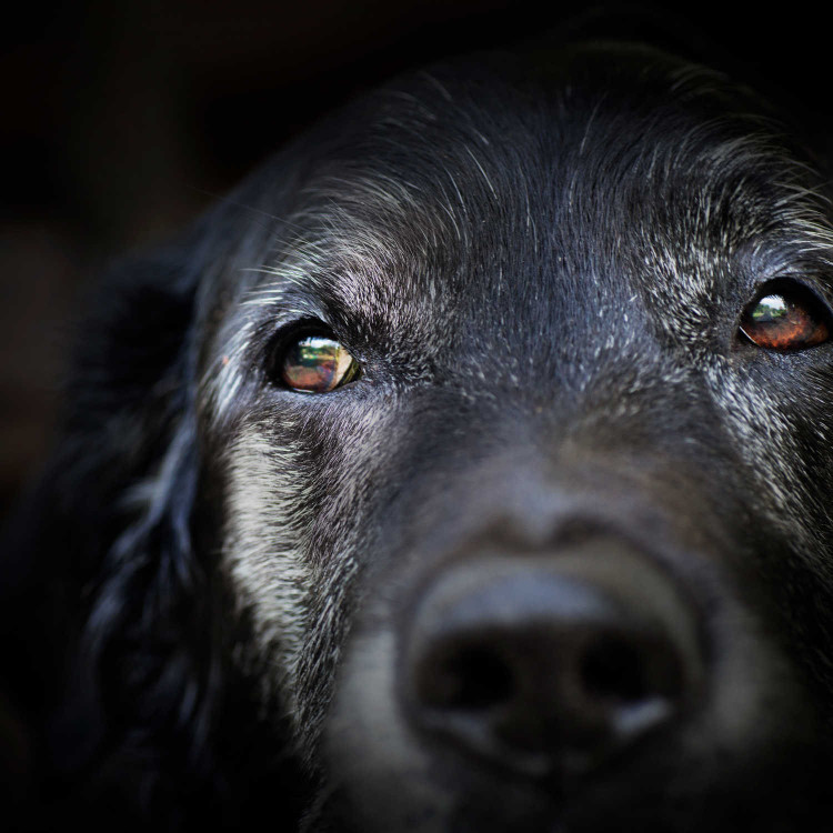 Benefits of CBD for Pets