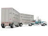 1/64 First Gear Peterbilt® Model 389 (White & Dark Teal Blue) with 36” Flat Top Sleeper & 28’ Wilson® Silverstar® Double Livestock Trailers Diecast Car Model