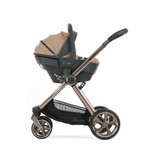 Oyster 4 - Fawn