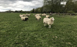 A VIP tour of Harrison Spinks Baby Farm