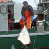 An Alaskan fisherman hauling in an Alaska halibut.