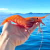 A whole live Alaska Spot shrimp held up with blue waters behind it.