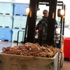A bin full of live Norton Sound red king crab being hauled into the processing facility.