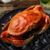 10 Crab CASE -  Whole-Cooked Jumbo Dungeness Crab