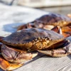 10 Crab CASE -  Whole-Cooked Jumbo Dungeness Crab