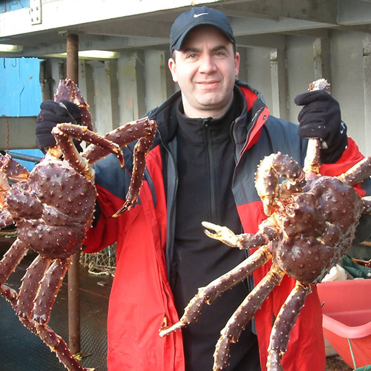 giant king crab