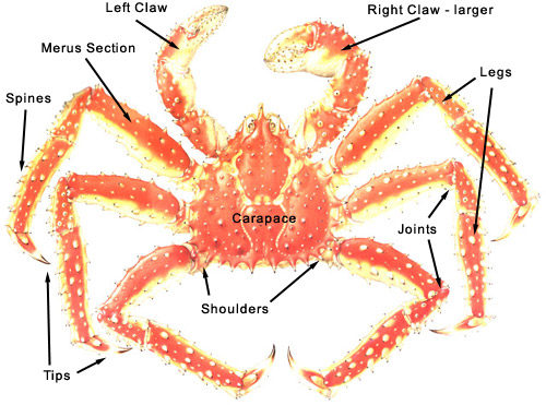 largest king crab in the world