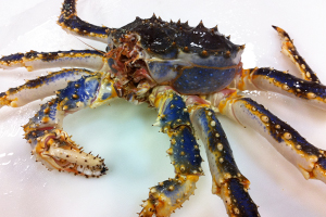 Blue king crab