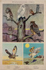 Pennsylvania Owls Poster By Jacob Bates Abbott Original 1951 Vintage American Game Commission Lithograph Advertisement Linen Backed.