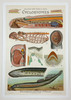 Cyclostomes Planeri Collection Remy Perrier & Cepede