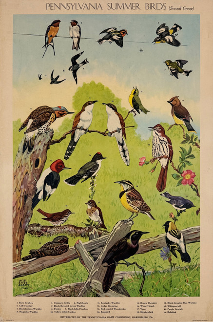Pennsylvania Summer Birds Poster By Jacob Bates Abbott Original 1951 Vintage American Game Commission Lithograph Advertisement Linen Backed.