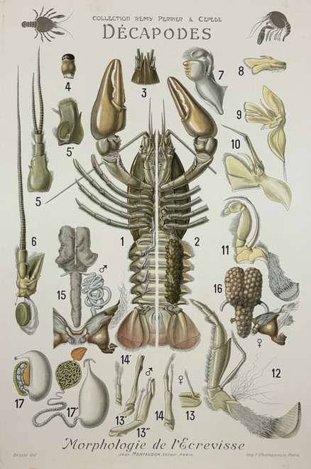 Decapodes Morphologie de L'Ecrevisse Wall Chart Poster From The Collection Remy Perrier & Cepede. Original 1918 Vintage French Stone Lithograph Linen Backed. Anatomy Of A Crayfish