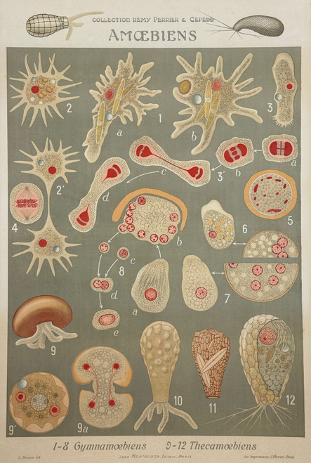 Amoebiens 1-8 Gymnamoebiens 9-12 Thecamoebiens Wall Chart Poster From The Collection Remy Perrier & Cepede. Original 1918 Vintage French Stone Lithograph Linen Backed. Amoeba Diversity