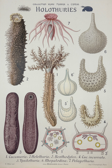 Holothuries Wall Chart Poster From The Collection Remy Perrier & Cepede. Original 1918 Vintage French Stone Lithograph Linen Backed. Sea Cucumbers