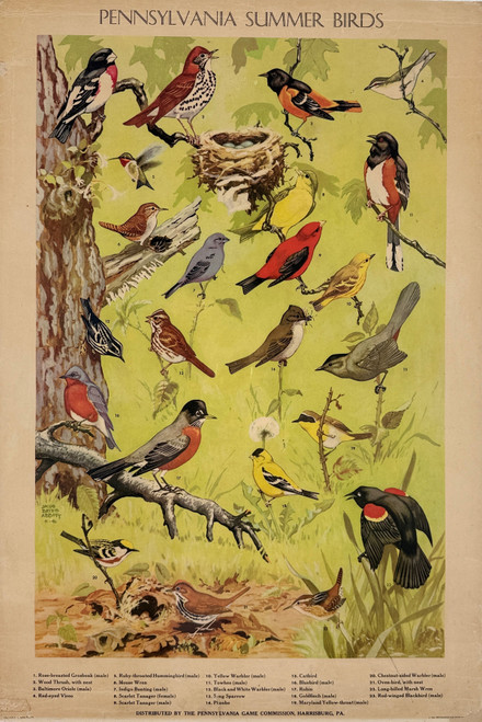 Pennsylvania Summer Birds Poster By Jacob Bates Abbott Original 1946 Vintage American Game Commission Lithograph Advertisement Linen Backed.