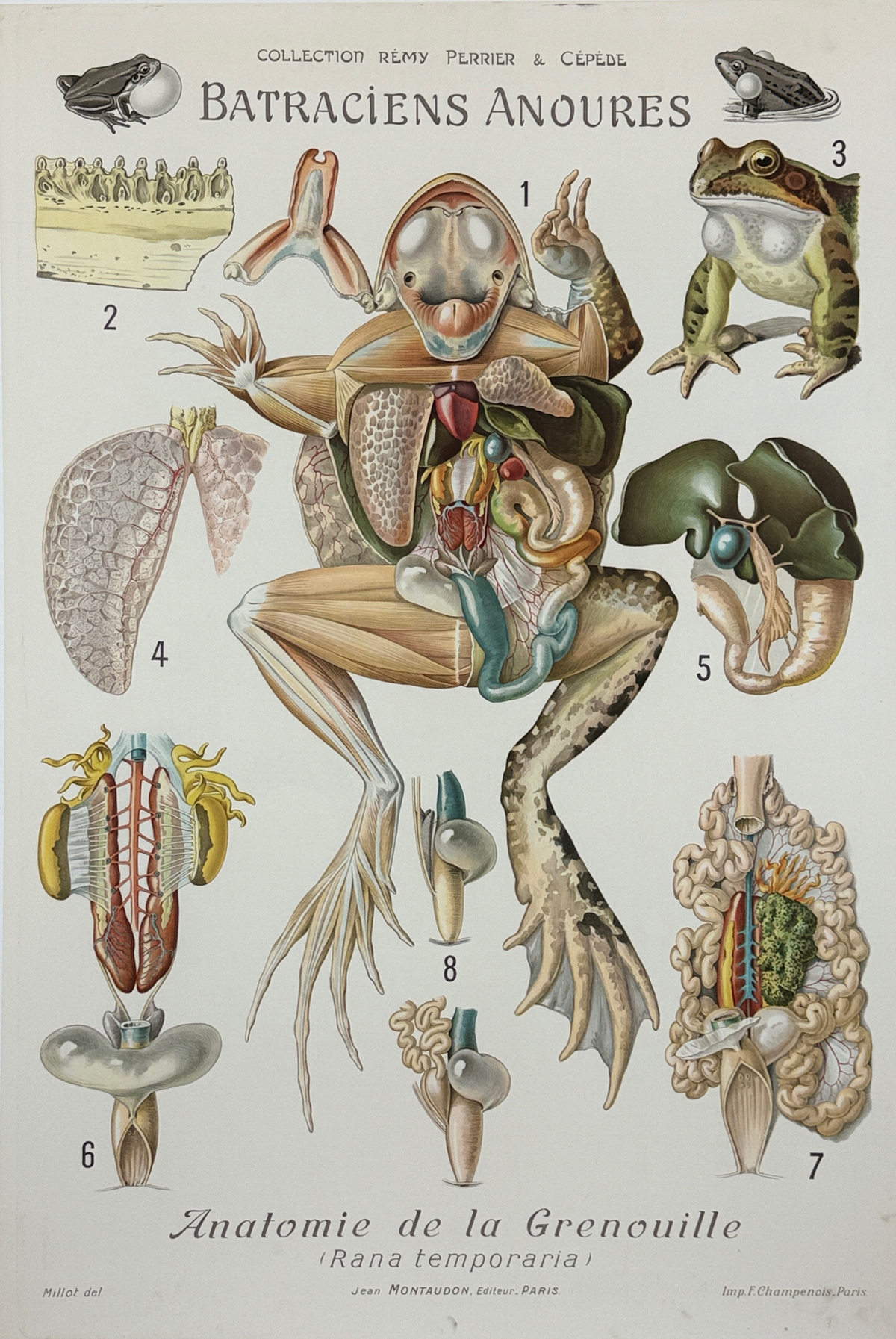 Batraciens Anoures Anatomie de la Grenouille Wall Chart Poster From The Collection Remy Perrier & Cepede. Original 1918 Vintage French Stone Lithograph Linen Backed.