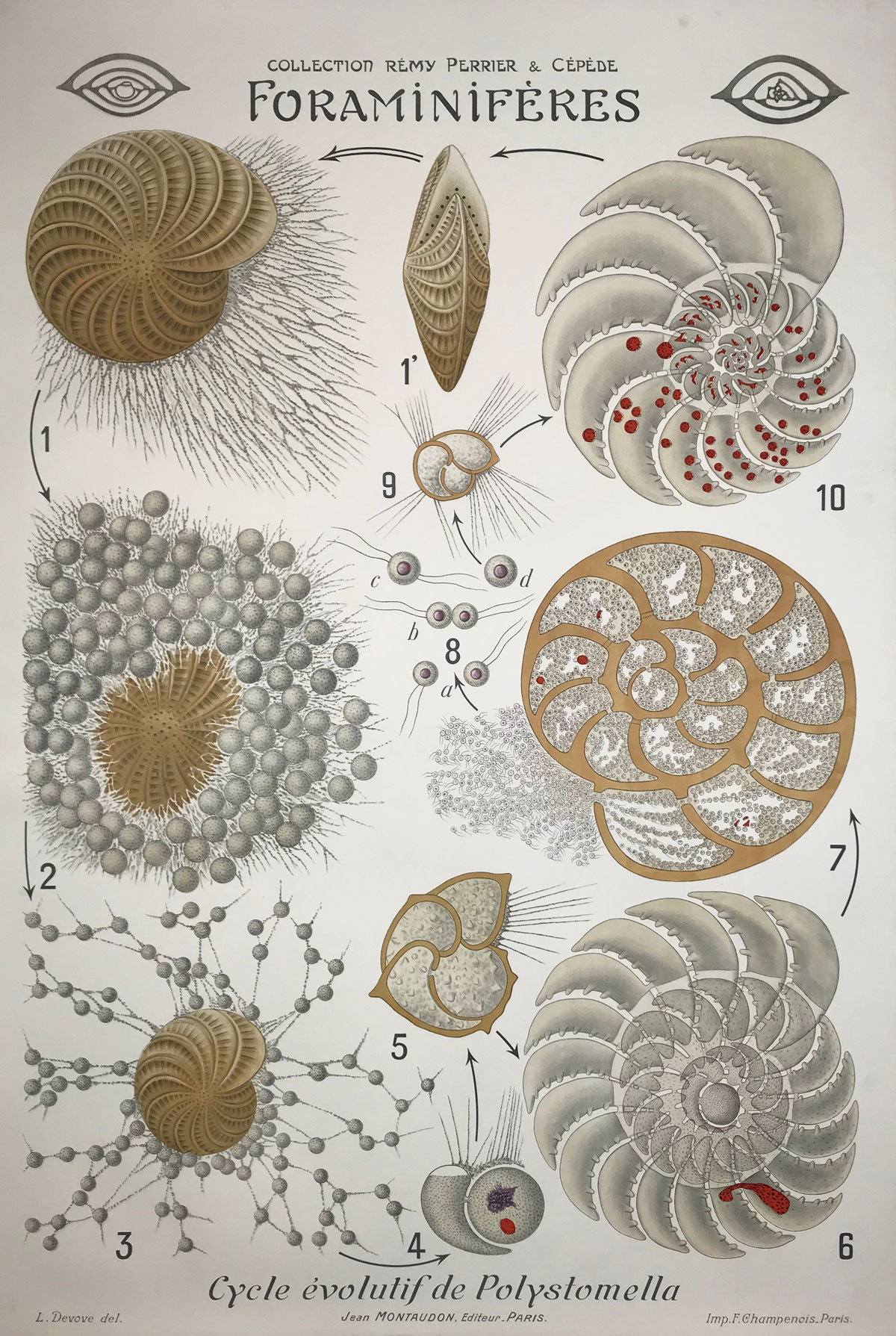 Foraminiferes Cycle Evolutif de Polystomella