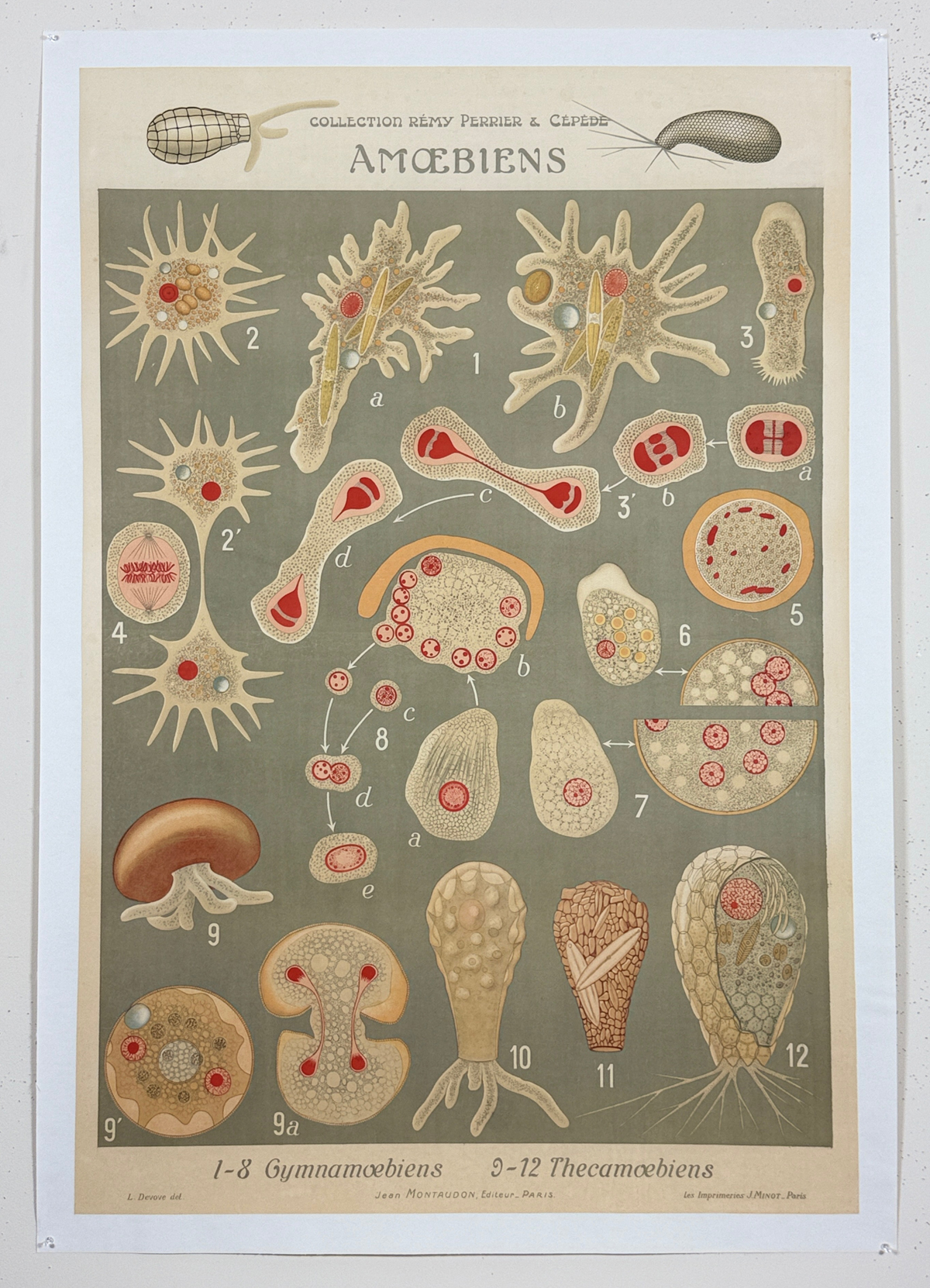Amoebiens  Collection Remy Perrier & Cepede