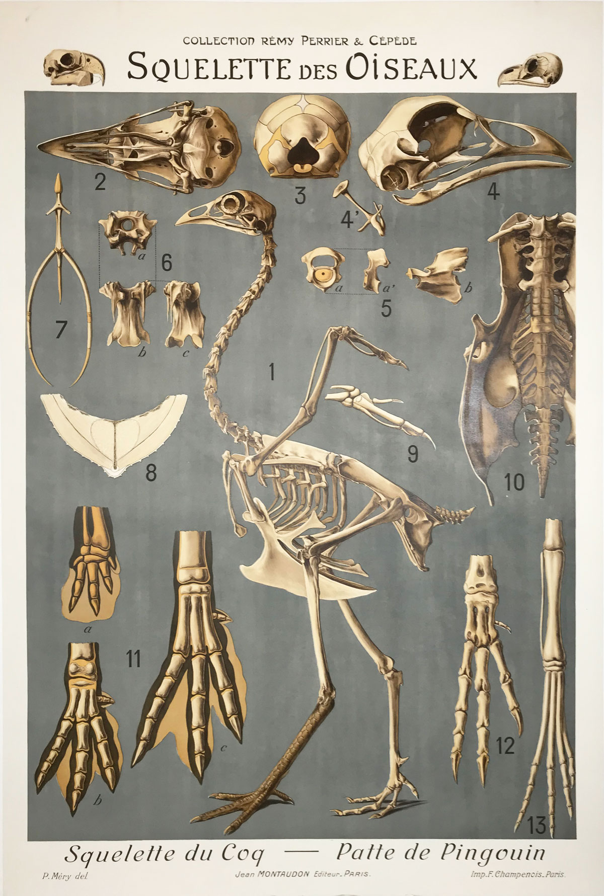 Squelette Des Oiseaux Bird Skeleton