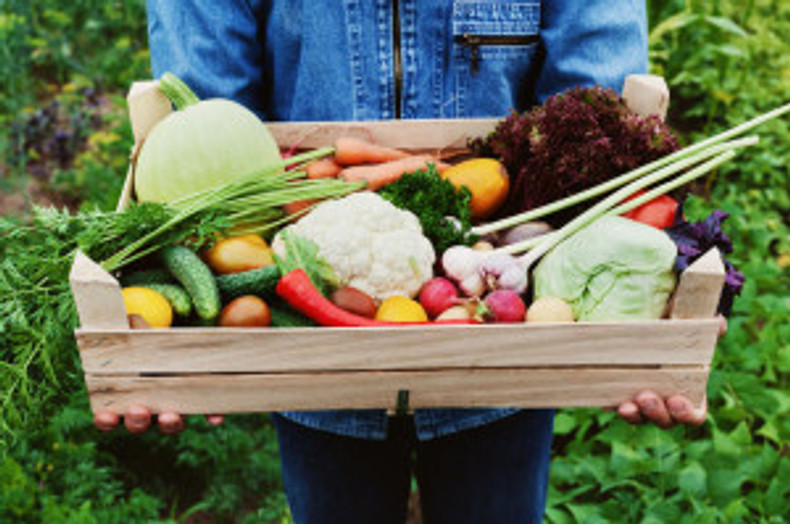 Your guide to your best fall vegetable garden