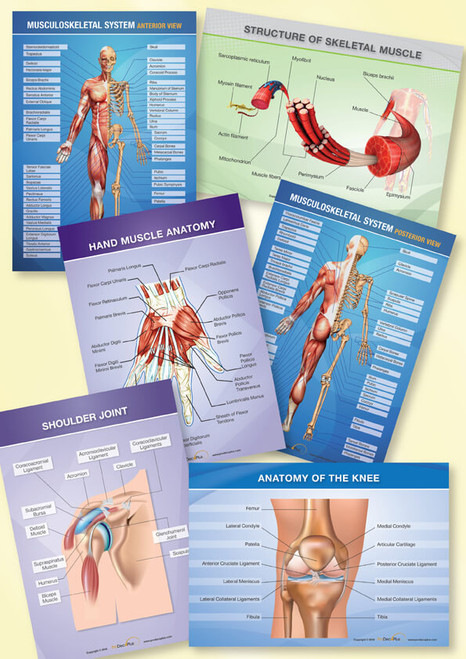 Musculoskeletical & Joint Package (6 pieces)